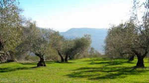 Unión de Uniones prevé que la producción de aceite de oliva descienda un 14,8% esta campaña