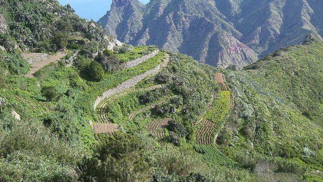 Oleoteide, elegido el mejor AOVE de Canarias en el concurso convocado por el Cabildo de Tenerife