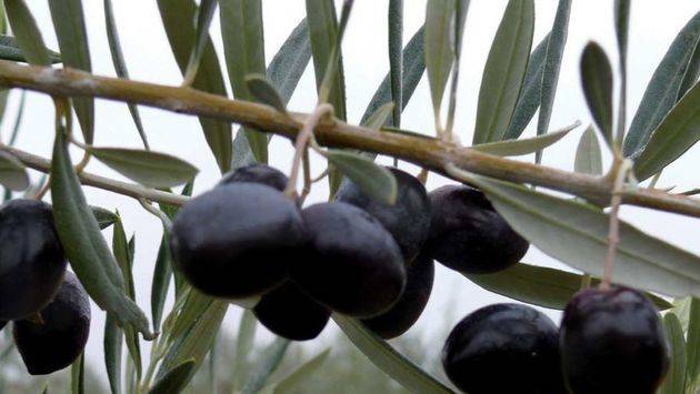 El Copa-Cogeca prevé que la producción de aceite de oliva descienda más de un 10% en la UE