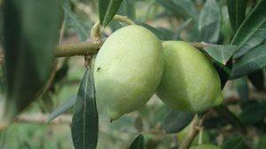 El IRTA conserva más de 50 variedades de olivo de origen catalán