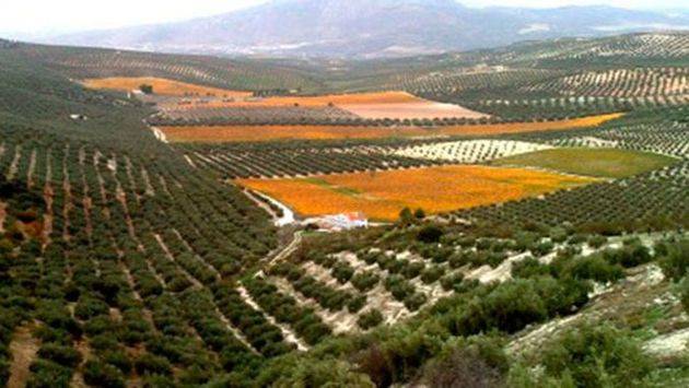 Abierto el trámite de información pública del anteproyecto de Ley de Agricultura de Andalucía