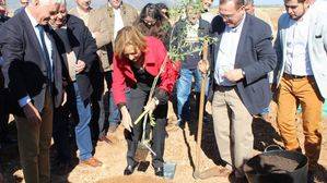 El Parque del Olivar de La Roda de Andalucía contará con más de 200 ejemplares