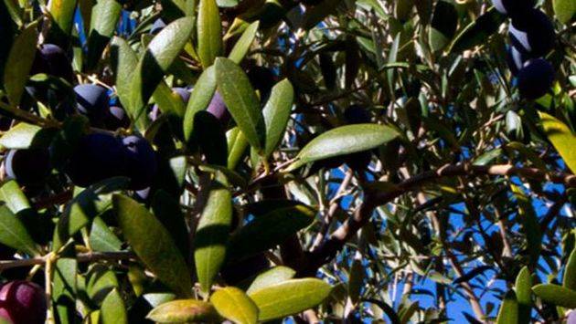 El USDA rebaja sus previsiones de producción mundial de aceite de oliva a 2,82 millones de t.