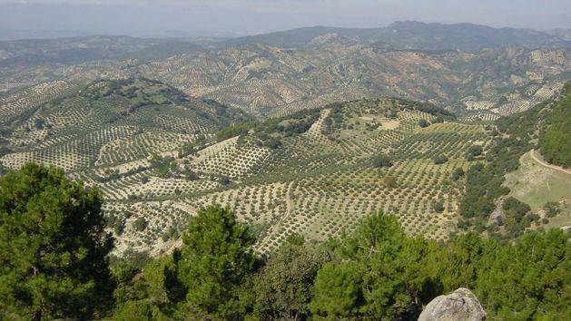 Convocada una nueva edición de los Premios Andalucía de Agricultura y Pesca