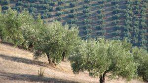 Andalucía autoriza el pago de casi 12 millones a más de 8.100 agricultores en ayudas para zonas con limitaciones naturales