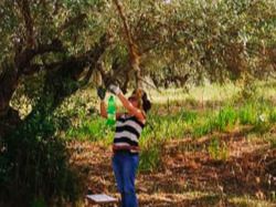Soluciones ecológicas para que los olivares resistan a las condiciones climáticas cambiantes