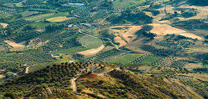 Jaén produce hasta diciembre 144.921 toneladas de aceite, un 40% del aforo previsto, según Asaja