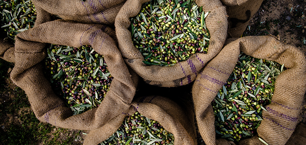 SUPERAMINOPOT de Fertinagro Biotech: nutrición y bioestimulación para garantizar la rentabilidad del olivar