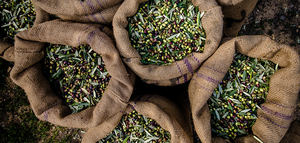 SUPERAMINOPOT de Fertinagro Biotech: nutrición y bioestimulación para garantizar la rentabilidad del olivar