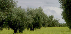 Una de cada cinco hectáreas de olivar es ecológico en Castilla-La Mancha