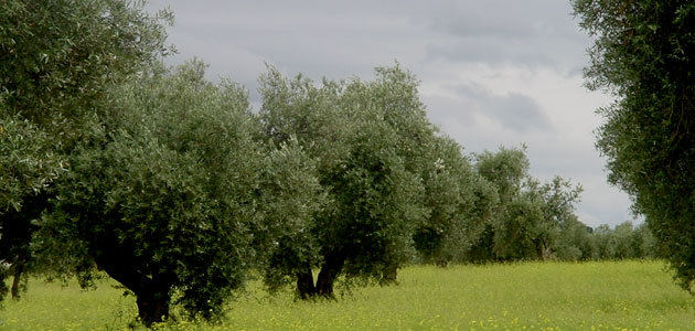 Una de cada cinco hectáreas de olivar es ecológico en Castilla-La Mancha