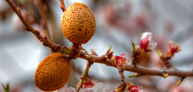 Cerca de 500 profesionales internacionales participarán en el diálogo on line sobre almendricultura