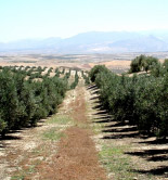 Andalucía publica la resolución definitiva de las ayudas para jóvenes agricultores en 2015
