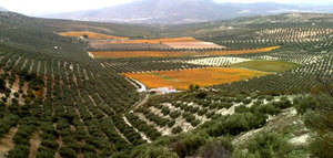 Más del 25% del olivar andaluz está certificado como Producción Integrada