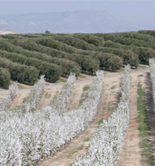 La mecanización total del olivar, a debate en una jornada