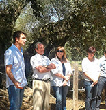 El Olivo 'la Farga del Arión', datado en 1.701 años