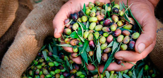 La colección de olivos del CREA (Italia) se integra en la red internacional de Bancos de Germoplasma