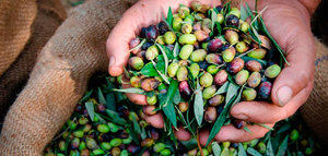 La colección de olivos del CREA (Italia) se integra en la red internacional de Bancos de Germoplasma