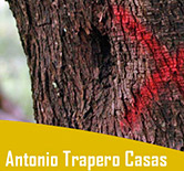 Antonio Trapero imparte una conferencia sobre Xylella fastidiosa en Oleoestepa