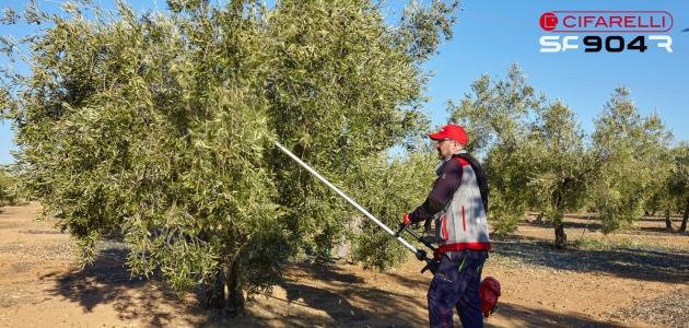 Cifarelli abre una sede en Málaga