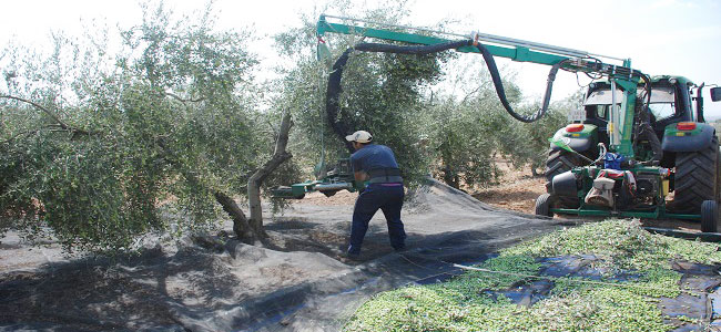 Patentada una cosechadora que agita y recoge los frutos simultáneamente