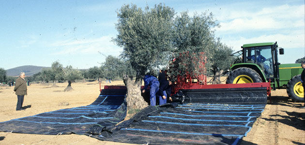 Nueva convocatoria de ayudas a la modernización del olivar en Extremadura
