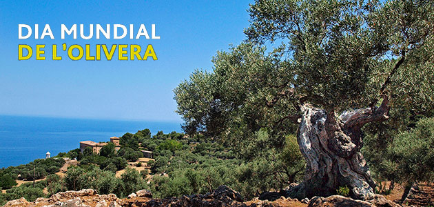 Mallorca celebrará el Día del Olivo con actividades de ocio dirigidas a dar una mayor visibilidad a este árbol y sus frutos