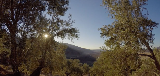 Un documental muestra la realidad social de la olivicultura de Jaén