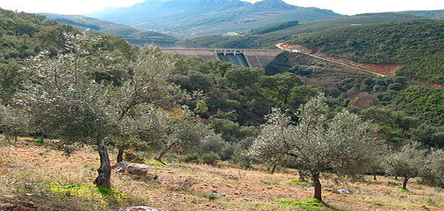 UPA-UCE prevé que la producción de aceite de oliva en Extremadura se sitúe entre 45.000 y 48.000 t.