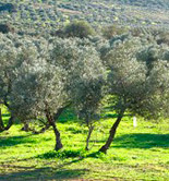 La Junta de Andalucía destina 451,5 millones de euros para el desarrollo de actuaciones agroambientales y ecológicas
