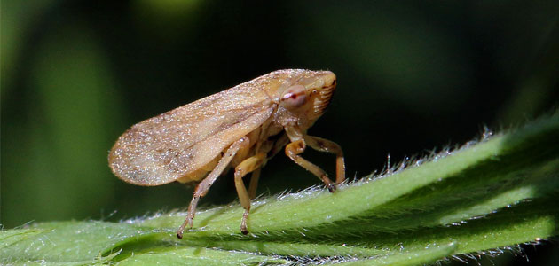 Un estudio sobre un vector sienta las bases para investigar la transmisión de la Xylella fastidiosa