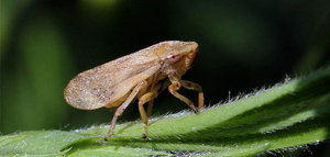 Un estudio sobre un vector sienta las bases para investigar la transmisión de la Xylella fastidiosa