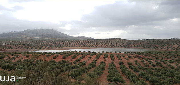 El importante papel que juega el zooplancton en los olivares de Jaén