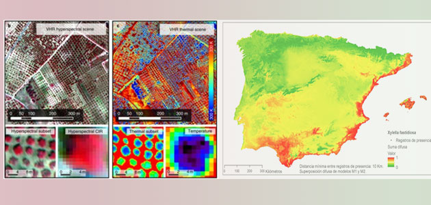 Nuevos estudios tratan de poner cerco a la Xylella fastidiosa