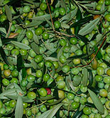 Los olivicultores catalanes podrán acceder a medidas agroambientales para combatir la mosca del olivo