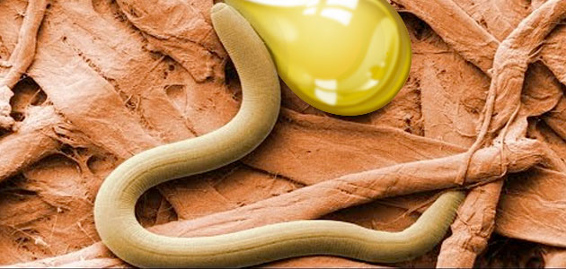 Los ácidos grasos monoinsaturados presentes en el aceite de oliva alargan la vida de los gusanos