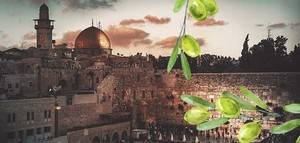 Israel aumenta las cuotas de importación libre de impuestos de aceite de oliva
