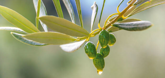 Unaprol denuncia “graves daños” en el olivar de Puglia por el mal tiempo