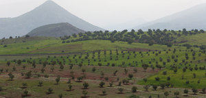 El Gobierno de Marruecos decide limitar la exportación de aceite de oliva