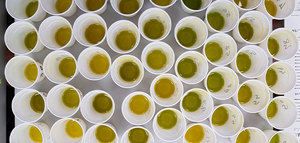Parqueoliva Serie Oro, reconocido por Monocultivar Olive Oil como "Best of the World"
