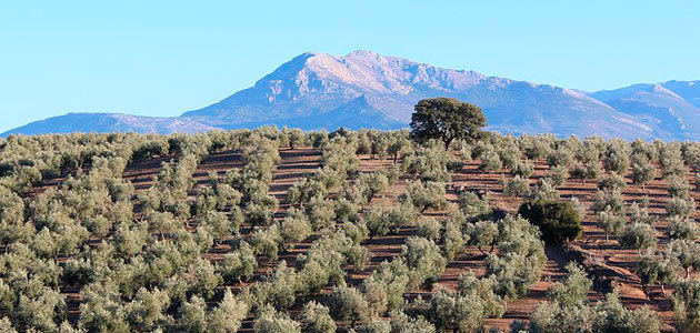 El MAPA encomienda a la UCO la identificación varietal de olivo para el Registro de Variedades Vegetales
