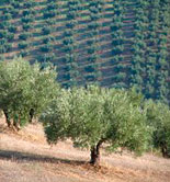 El olivar ecológico andaluz contará con una ayuda específica en el nuevo Programa de Desarrollo Rural 2014/20