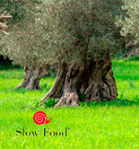 Slow Olive, un evento en Ayvalik (Turquía) para poner en valor el aceite de oliva 