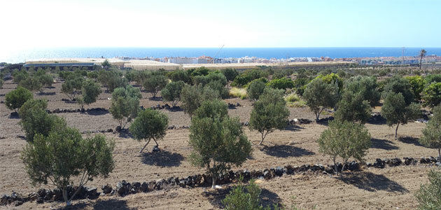 Fuerteventura acoge el primer encuentro de productores de AOVE de Canarias