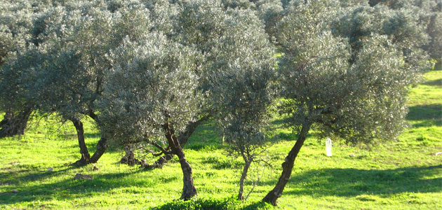 Andalucía produce hasta diciembre un 40% de lo estimado en el aforo oficial