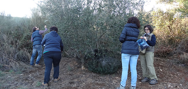 Un estudio acredita el potencial y la alta calidad de los aceites de oliva de dos nuevas variedades gallegas
