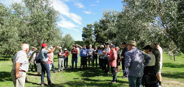 El AOVE en Nueva Zelanda, un producto al alza