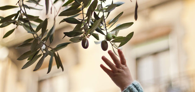 La acelerada banalización del producto pone en peligro el sector del aceite de oliva en España