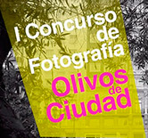 Los olivos de ciudad y la aceituna de mesa, protagonistas de dos concursos