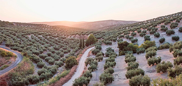 Sostenibilidad, rentabilidad y digitalización: claves para el futuro del sector del aceite de oliva